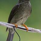 Bulbul merle