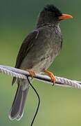 Seychelles Bulbul