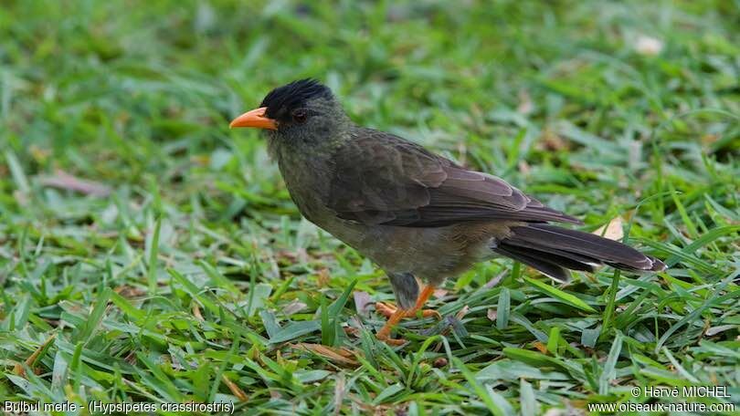 Bulbul merle