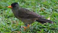 Bulbul merle