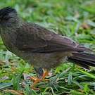 Bulbul merle