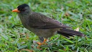 Bulbul merle