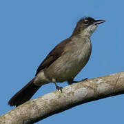 Bulbul modeste