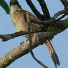Bulbul modeste