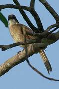 Simple Greenbul