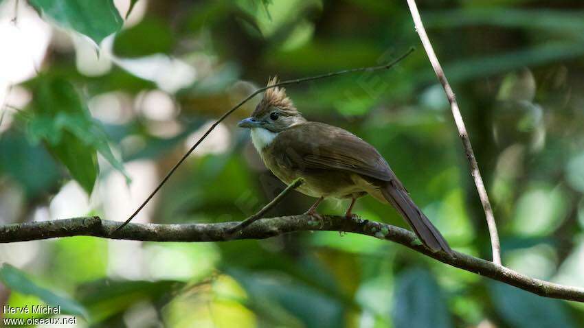 Ochraceous Bulbul