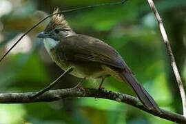 Ochraceous Bulbul