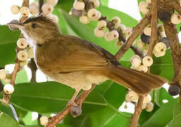 Olive Bulbul
