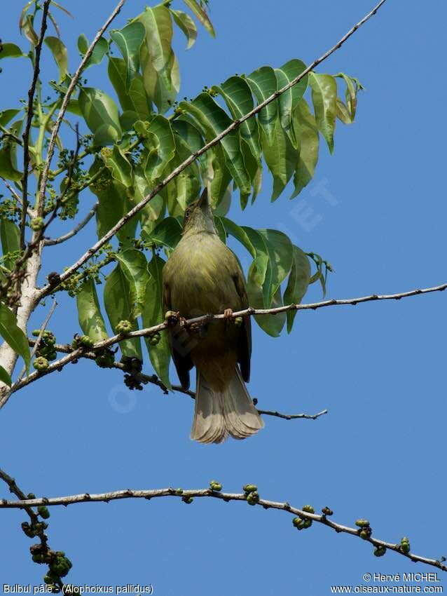 Bulbul pâle