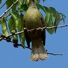 Bulbul pâle