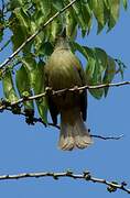 Puff-throated Bulbul