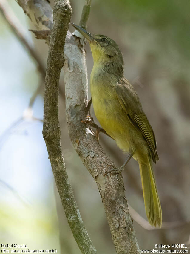 Long-billed Bernieriaadult