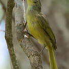 Bulbul tétraka