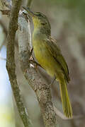 Long-billed Bernieria