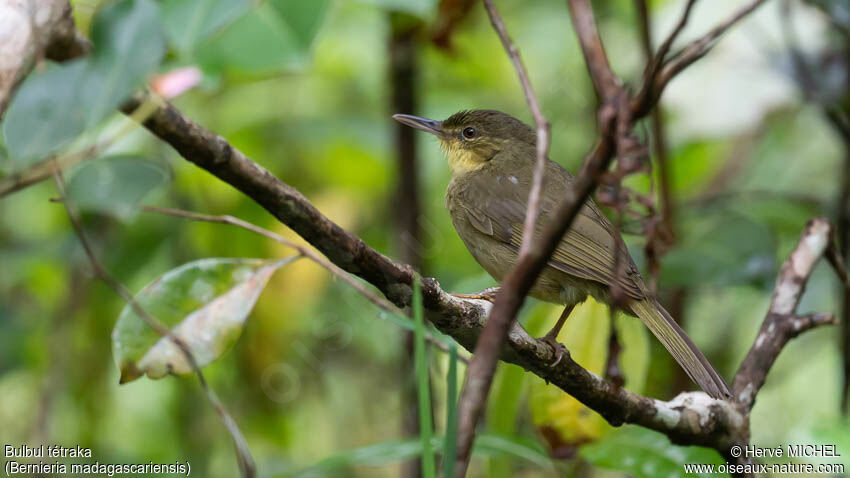 Long-billed Bernieria