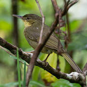 Long-billed Bernieria