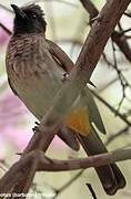 Dark-capped Bulbul