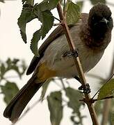 Dark-capped Bulbul