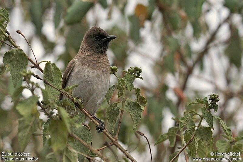 Bulbul tricoloreadulte