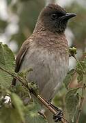 Dark-capped Bulbul