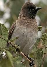 Bulbul tricolore