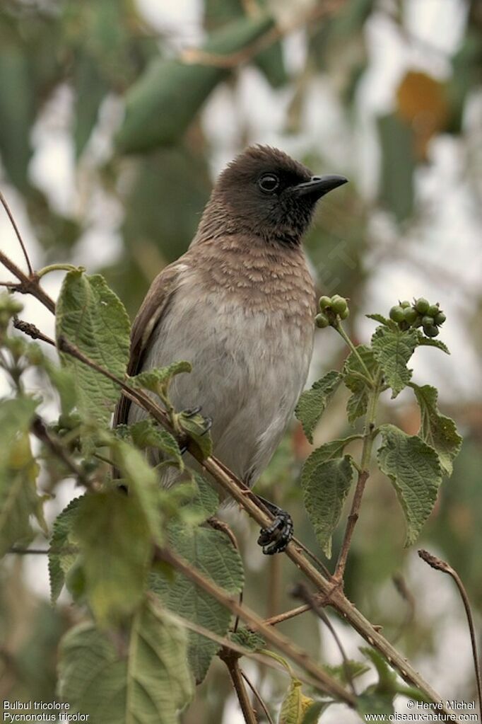 Bulbul tricoloreadulte