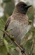 Dark-capped Bulbul