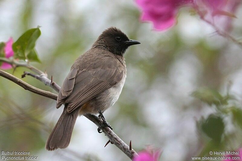 Dark-capped Bulbul