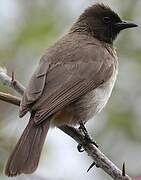 Dark-capped Bulbul