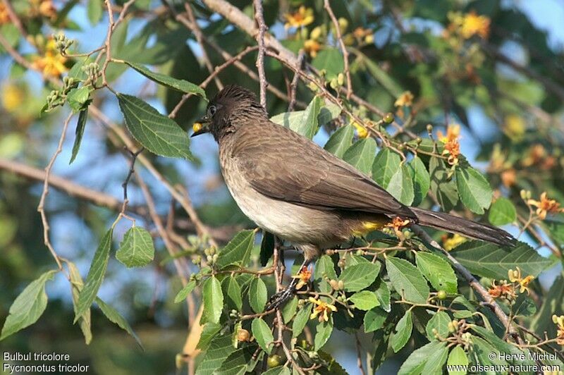 Bulbul tricoloreadulte