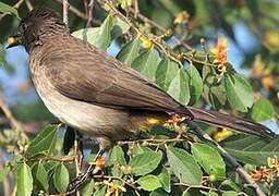 Dark-capped Bulbul