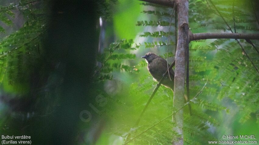 Bulbul verdâtre