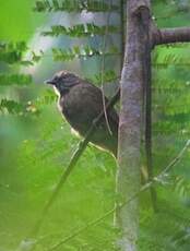 Bulbul verdâtre