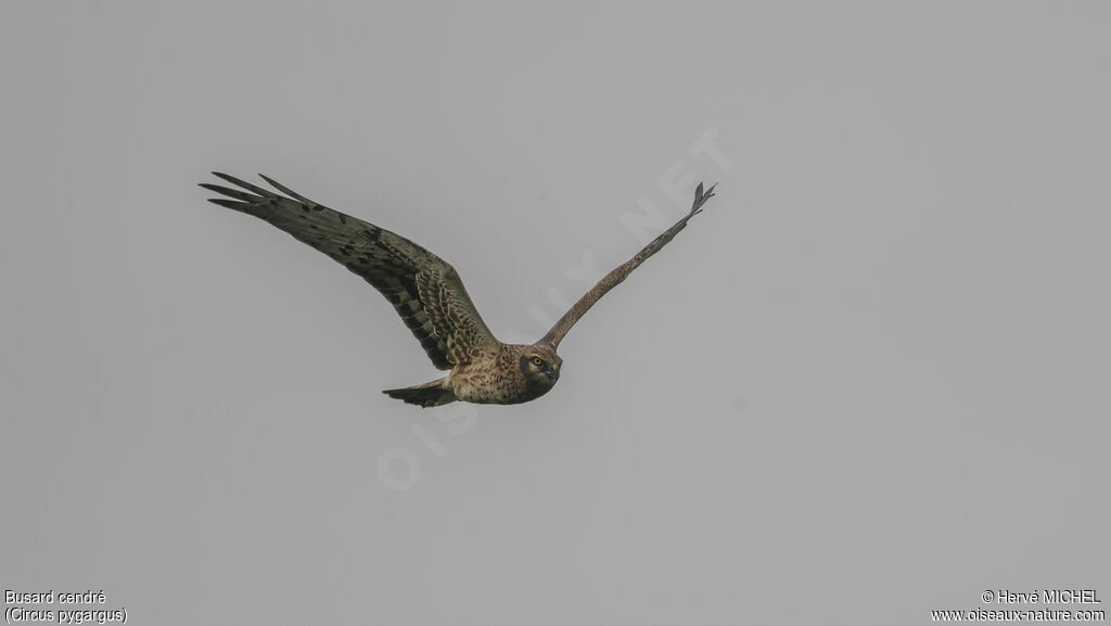 Montagu's Harrier female adult