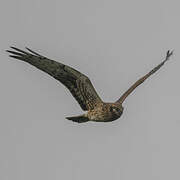 Montagu's Harrier