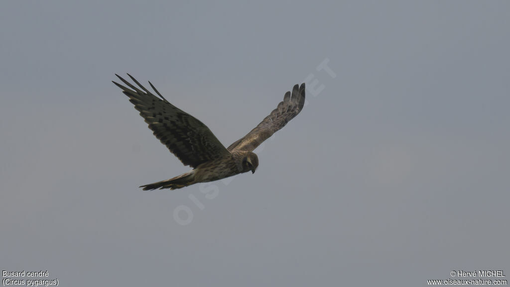 Montagu's Harrier