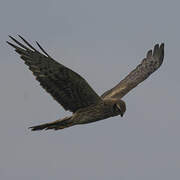 Montagu's Harrier