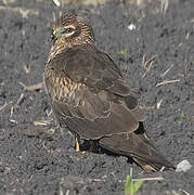 Montagu's Harrier