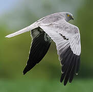 Montagu's Harrier