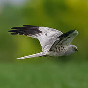 Montagu's Harrier