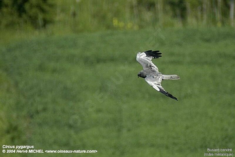 Montagu's Harrier