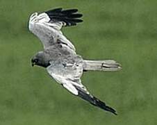 Montagu's Harrier