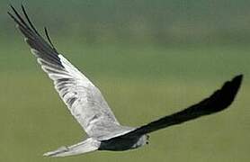 Montagu's Harrier