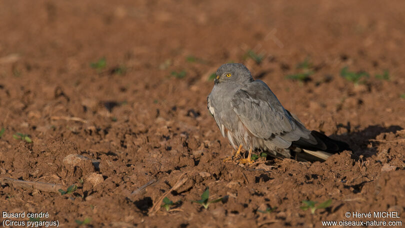 Montagu's Harrier male adult