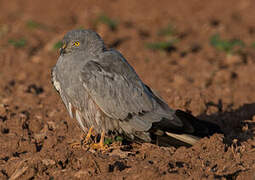 Montagu's Harrier