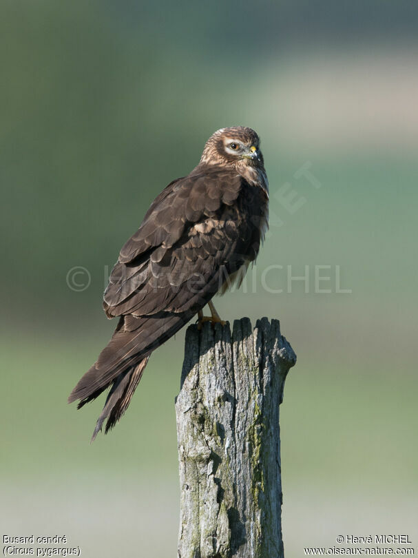 Montagu's Harrier female adult