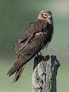 Montagu's Harrier