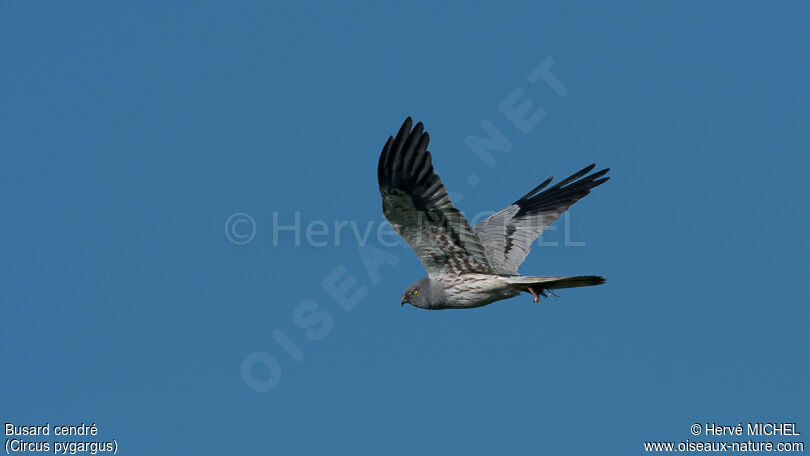 Montagu's Harrier male adult