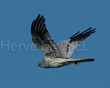 Montagu's Harrier