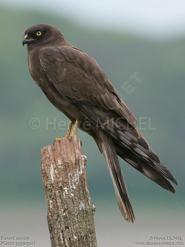 Montagu's Harrier female adult